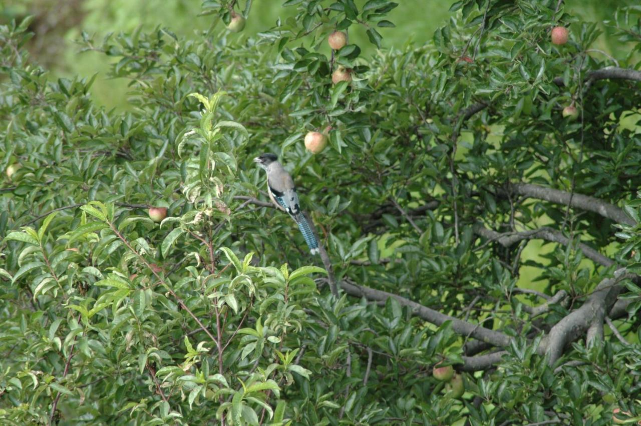 Tāla Monsoon Forest מראה חיצוני תמונה