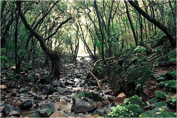 Tāla Monsoon Forest מראה חיצוני תמונה